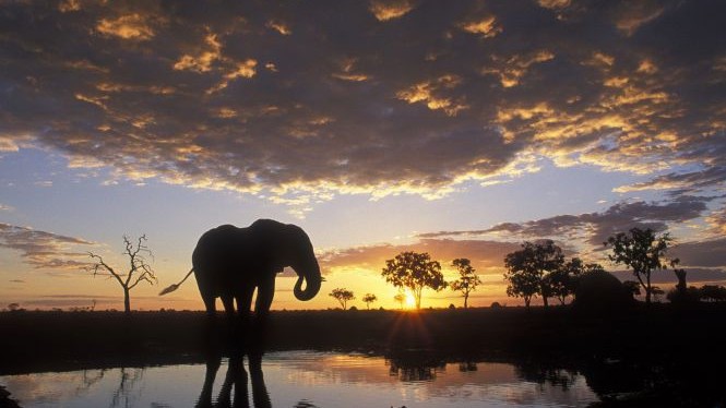 U Africi živi najveća kopnena životinja - afrički slon