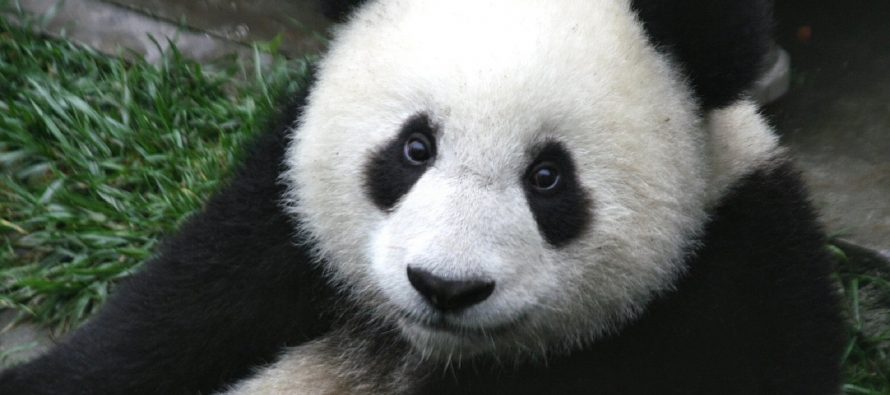 Zašto su pande ugrožena vrsta