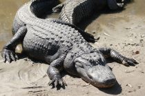 Šta znate o aligatorima?