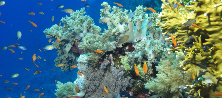 Crveno more – dom čudesnih biljaka i životinja