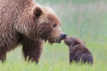 Roditeljska ljubav u životinjskom svetu