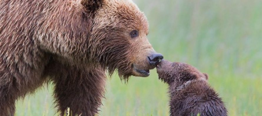 Roditeljska ljubav u životinjskom svetu