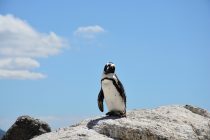 Ovo je možda poslednji pingvin svoje vrste na planeti!