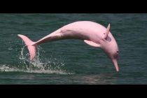 Ružičasti delfin: Ukras jezera Čarls