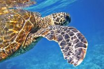 Čudo prirode: Svetleća morska kornjača