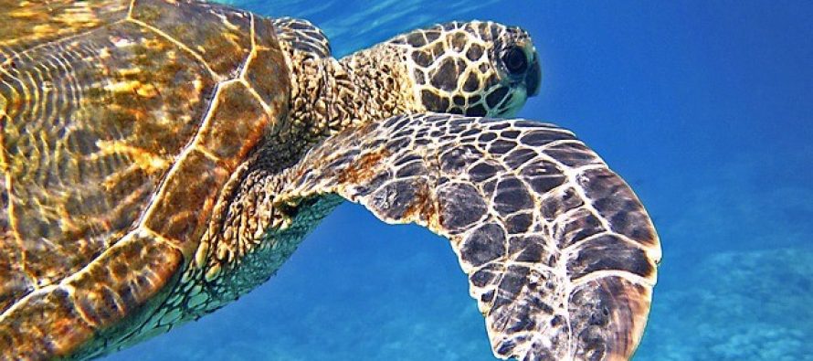 Čudo prirode: Svetleća morska kornjača