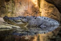 Kako spavaju krokodili?