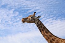 Otkud žirafama tako dug vrat?