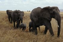 Interesantne činjenice o slonovima