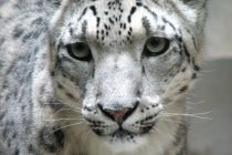 Zanimljive činjenice o snežnim leopardima