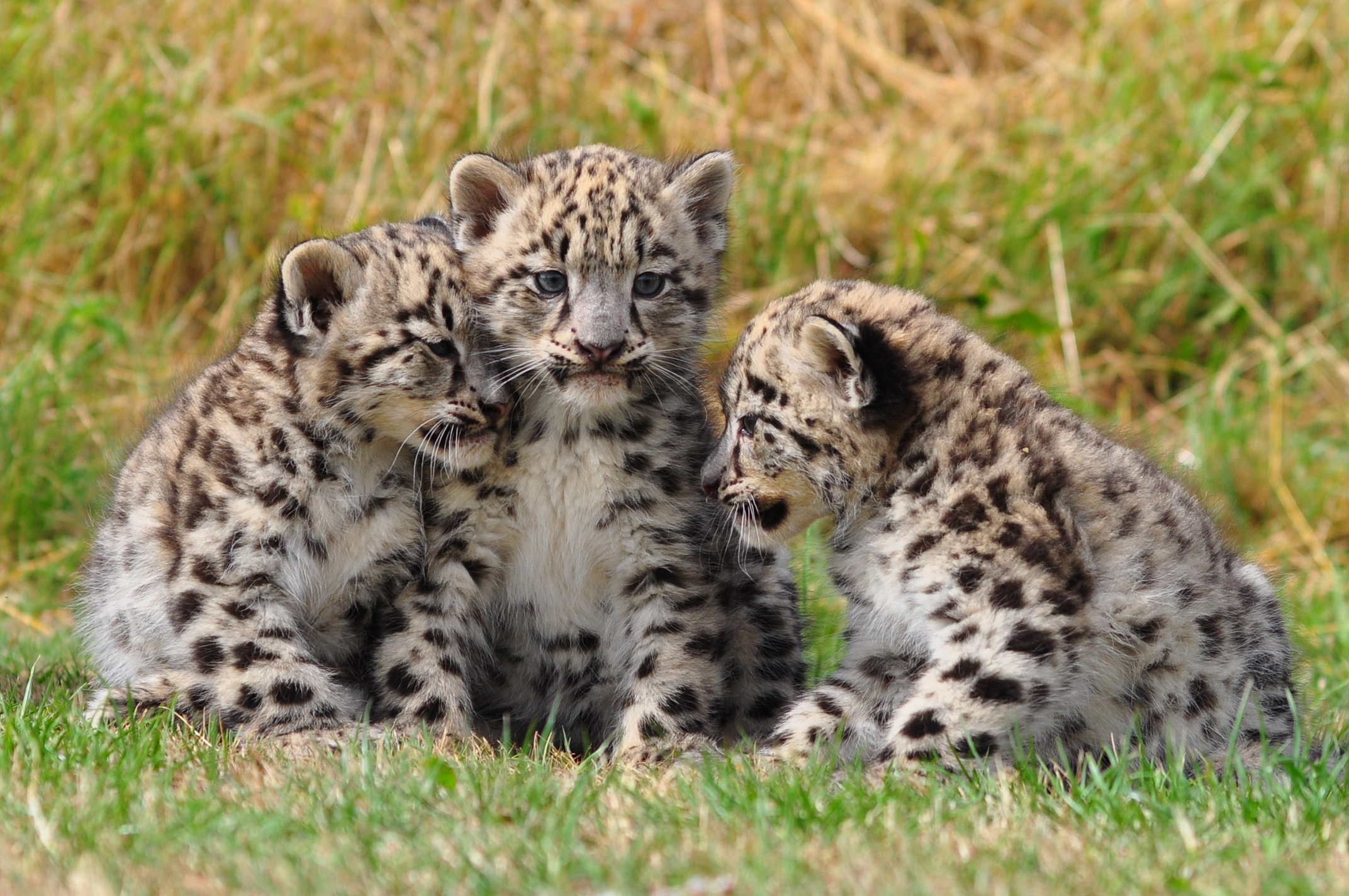 snezni-leopard-mladunci