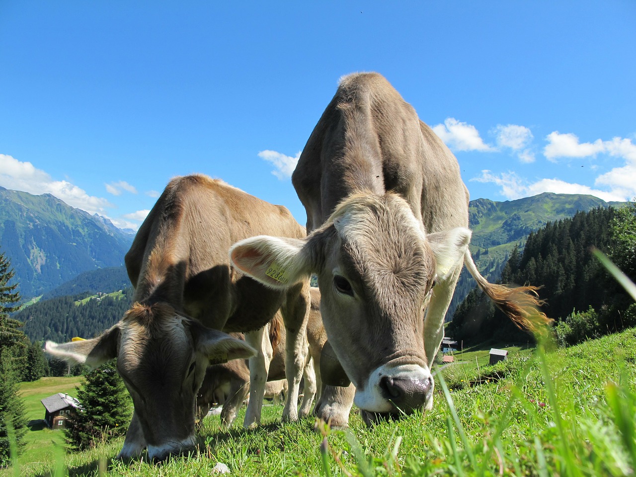 cows-cow-203460_1280