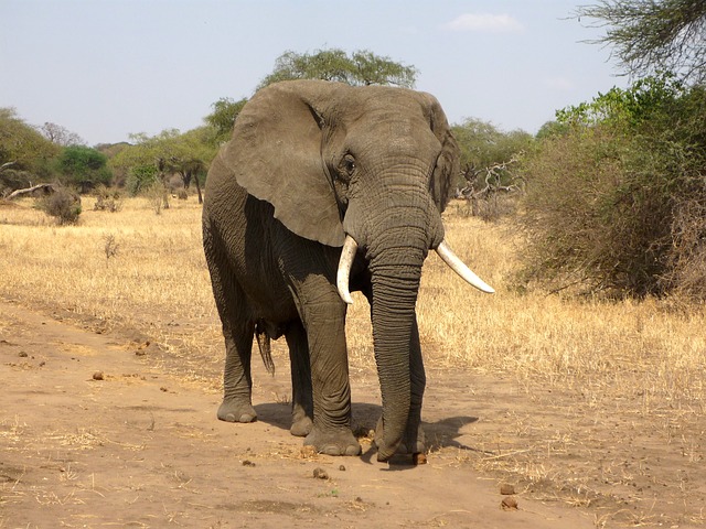 elephant-114543_640