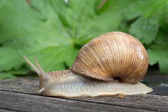 gastropoda-1086904_640