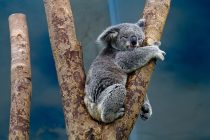 Pet koala je pronašlo dom u Evropi