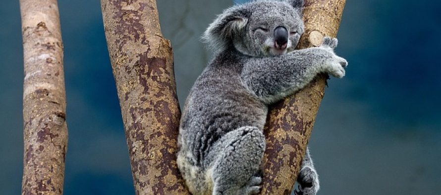 Zanimljive činjenice o koalama
