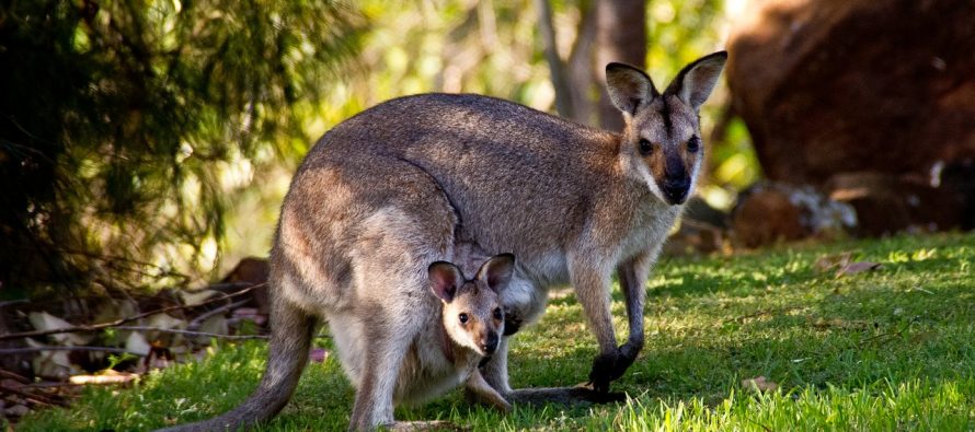 Kako je kengur dobio ime?
