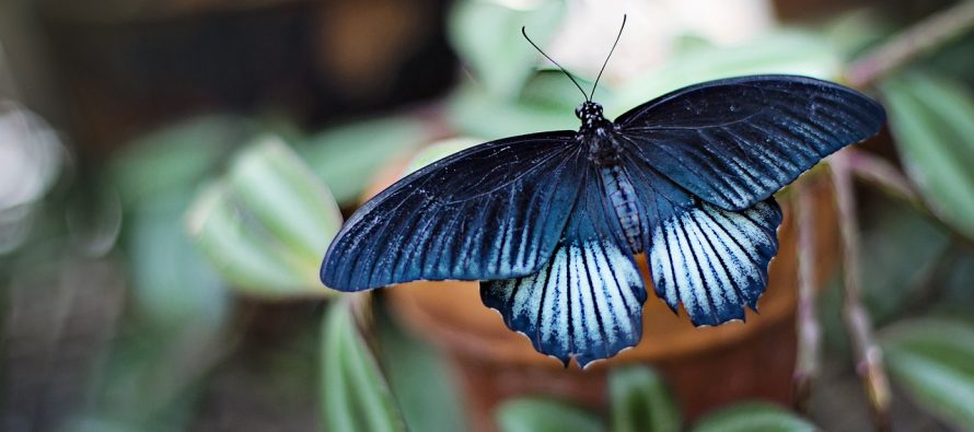 Da li leptiri zaista žive samo jedan dan?