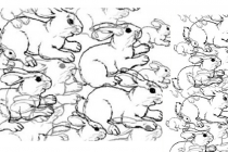 Koliko zečeva se nalazi na slici?