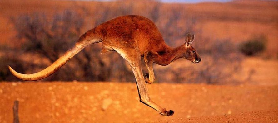 Jagodina: ZOO vrt bogatiji za par kengura