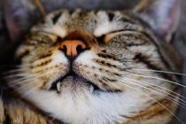 Zašto mačke stalno spavaju?