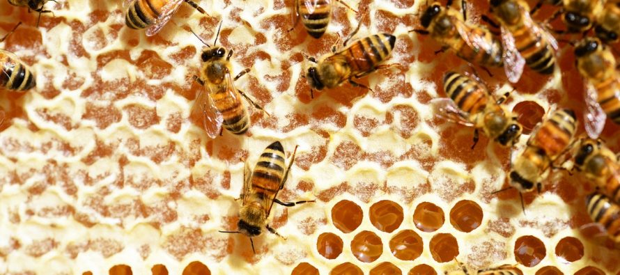 Ko je vredniji pčela ili mrav?