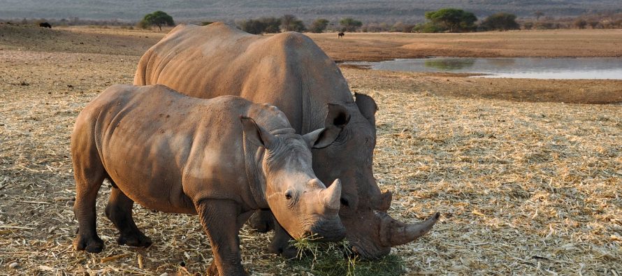 7 zanimljivih činjenica o nosorozima!