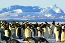 Zašto su pingvini crno-beli?