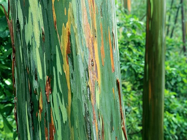 drvo-eukaliptusa