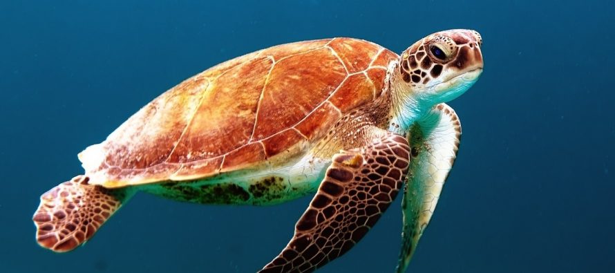 Najzanimljivije činjenice o kornjačama