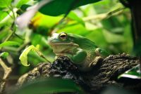 5 zanimljivih činjenica o žabama