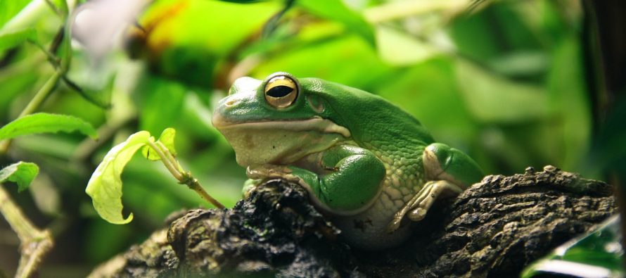 5 zanimljivih činjenica o žabama
