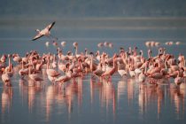 Zašto flamingosi stoje samo na jednoj nozi?