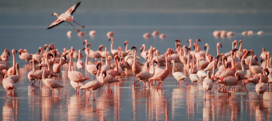 Zašto flamingosi stoje samo na jednoj nozi?