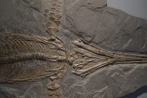 Pronađen skoro ceo fosil velikog prastarog ribolikog vodenog reptila