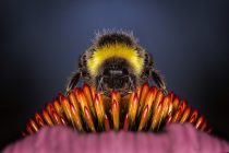 Danas je Svetski dan pčela