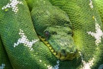 Zanimljivosti o zmijama