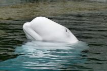 Klimatske promene remete ponašanje beluga kitova