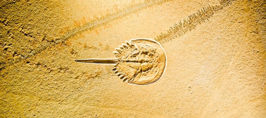 Dečak slučajno otkrio fosil star 90 miliona godina na odmoru u Kolumbiji
