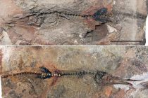 Najstariji otkriveni fosil