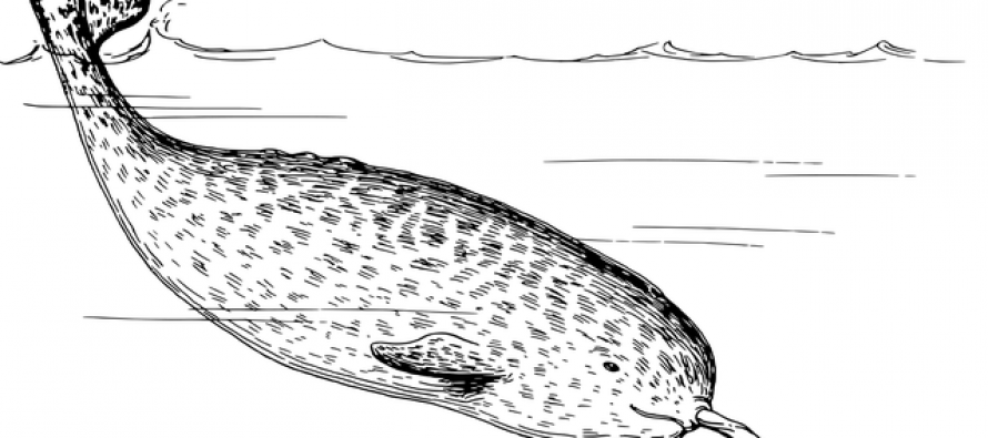 Otkivene nove pojedinosti o čudesnim kitovima narvalima