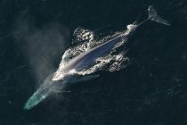 Prvi put u istoriji: Jedna vrsta kitova je ugrožena!