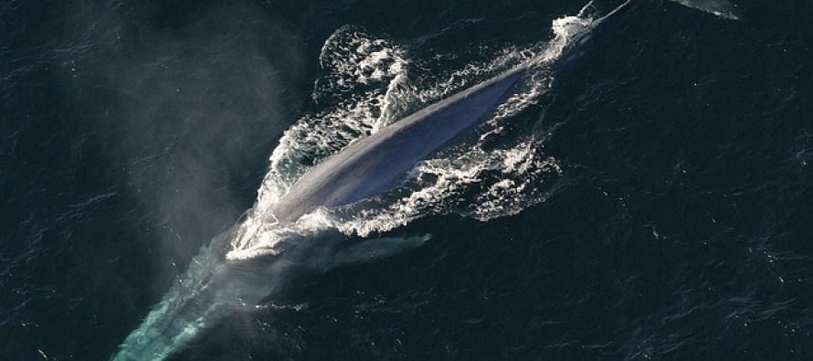 Grbavi kit u reci Temzi?