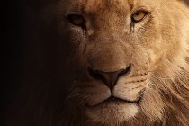 Južnom Afrikom vladali džinovski lavovi