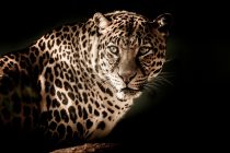 Kambodžijskim leopardima preti izumiranje