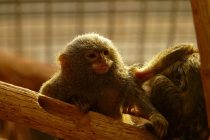 Otkrivena nova vrsta najmanjeg majmuna na svetu!