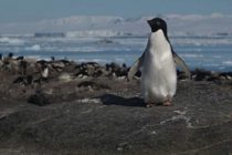 Otkrivena ogromna kolonija pingivna uz pomoć NASA satelita