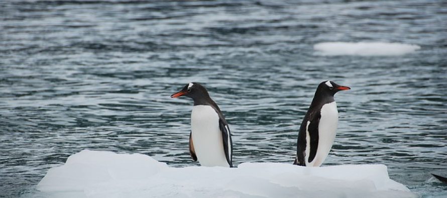 Stvari koje niste znali o pingvinima