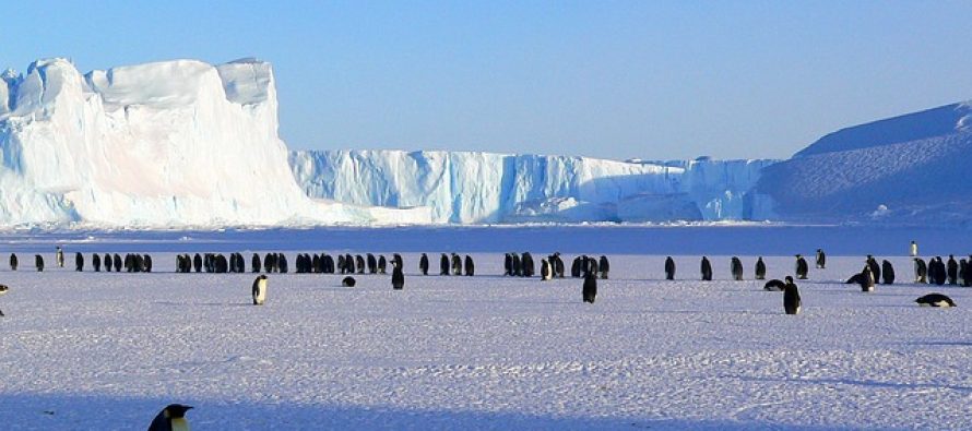 Pogledajte kako izgleda “selfi” arktičkih pingvina