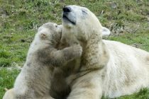 Prvi put posle pola veka engleski nacionalni park dobio prinovu: polarnog medveda (VIDEO)